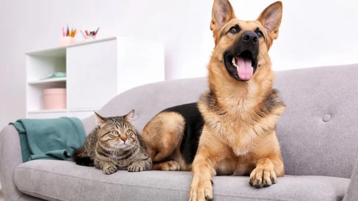 Profesora de yoga recomienda imitar a los animales al despertar para mejorar el día